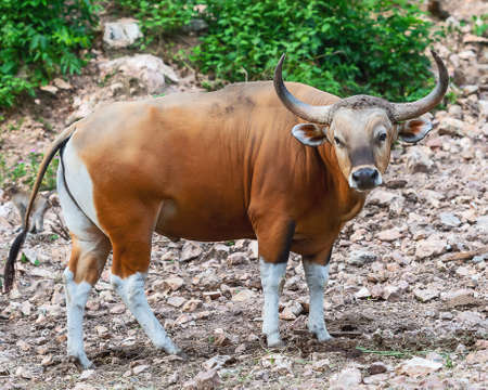 Brown bull in their natural habitat.の写真素材