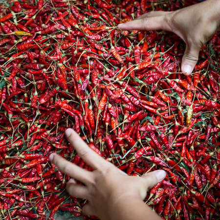 Dried red hot chilli peppers.の写真素材
