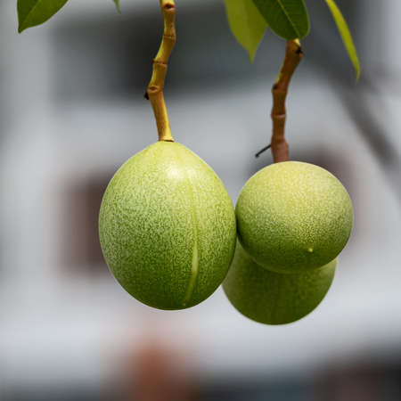 Close up cerbera odollam Gaertn fruit in garden.