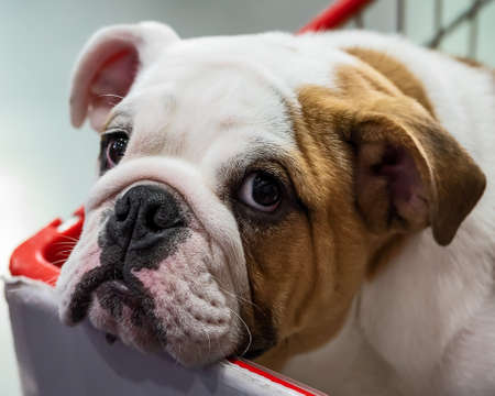 Bulldog inside a shopping cart trolley.の写真素材