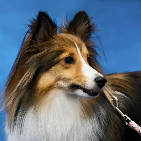 Close up of a Shetland Sheepdog in the blue studio background.の写真素材