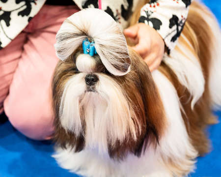 Yorkshire terrier dog with blue bow.の写真素材