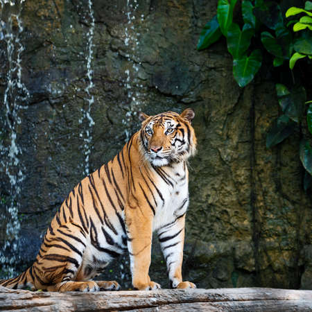 Portrait of standing adult Indochinese tiger outdoors. (Panthera tigris corbetti) in the natural habitat, wild dangerous animal in the natural habitat, in Thailand.の写真素材