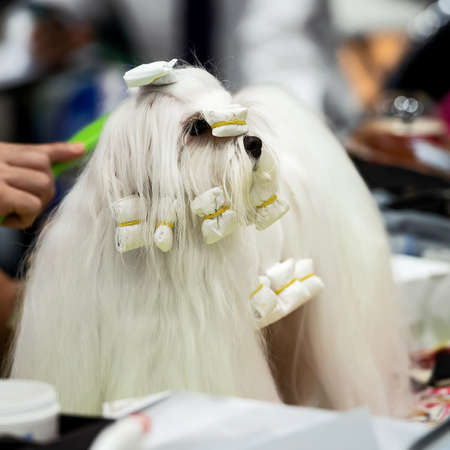 LittleÂ white Shih Tzu dog cosmetic.の写真素材