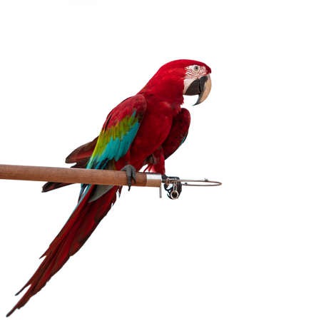 Colorful Red-and-green Macaw Parrot bird isolated on white background (green-winged macaw)