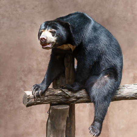 face at sun Bear (Helarctos malayanus)Sun Bear (Helarctos malayanus)の素材 [FY310108839590]