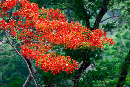 Royal Poinciana, Flamboyant, Flame Tree, that is the way of the countryside.