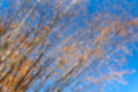 Bamboo blur the background is the sky.の写真素材