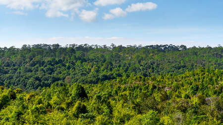 Landscape pine forest, with the sky. phu kradueng National Park to City Phu Kradueng District.