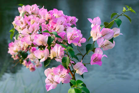 Pink bougainvillea on nature background.