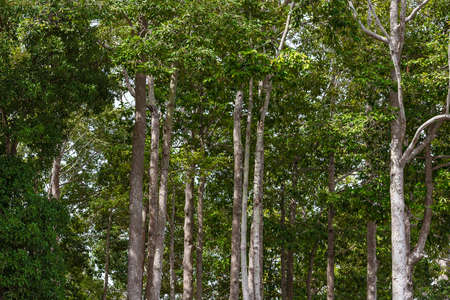 Forest with dense trees in winter at thailand, view from below into the sky.