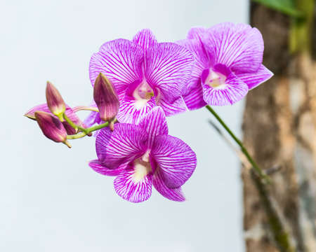 Pink Phalaenopsis or Moth dendrobium Orchid flower in winter or spring day tropical garden isolated on white background.の写真素材