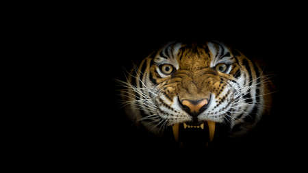 Tiger face fierce on black background. (Panthera tigris corbetti) in the natural habitat, wild...