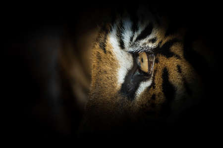 Tiger face and eye on black background. (Panthera tigris corbetti) in the natural habitat, wild...