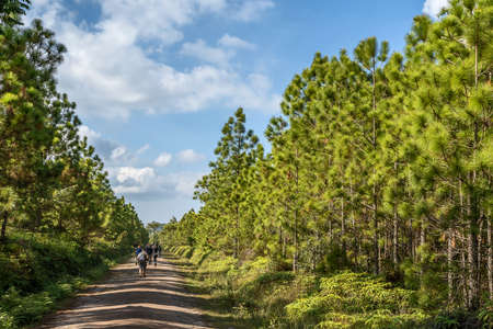 Pine tree forest at Phukradueng, Loei province, National park in Thailand.