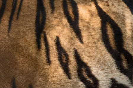 Stripes on skin of an Bengal tiger (real fur)
