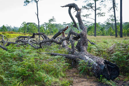The dead tree was burned down.