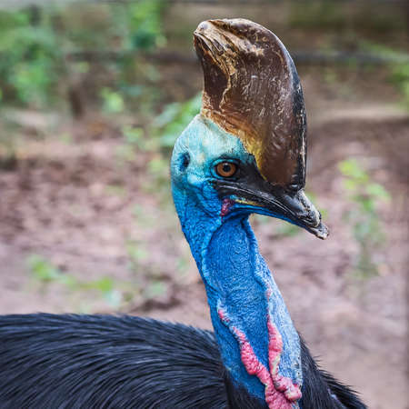 Southern cassowary, Casuarius casuarius, also known as double-wattled cassowary, Australian big forest bird, detail hidden portrait from dark tropical forest, Papua New Guinea.の写真素材