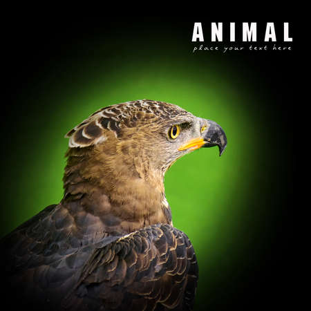 Close up eagleの写真素材