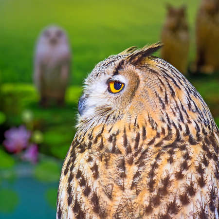 Eagle Owl/An eagle owl