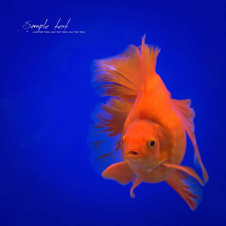 Goldfish on a blue backgroundの写真素材
