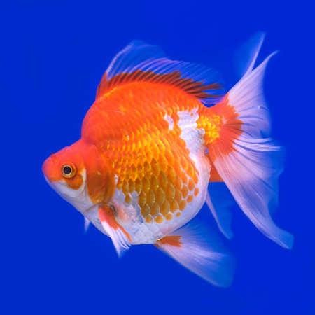 Goldfish on a blue backgroundの写真素材