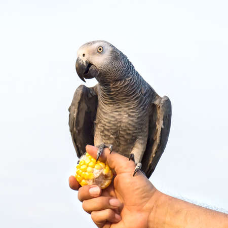 African Grey Parrot and men Ownerの写真素材