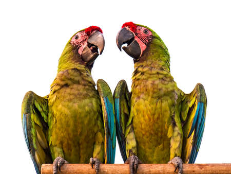 Macaw parrot green two Isolated on white background