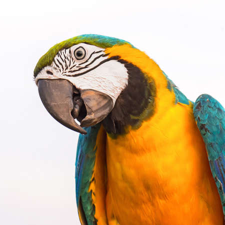 Blue and Gold Macaw Isolated on white background
