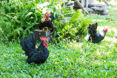 Roosters are walking in the green glade in the park.の写真素材
