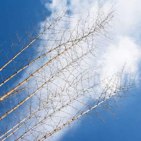 Bamboo branch of view from below into the sky, autumn landscape.の写真素材