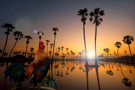 Rooster crowing in the morning with the sunrise.の写真素材