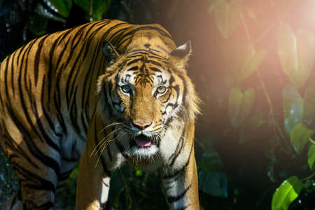 The tiger looked at me Then roaring at me. (Panthera tigris corbetti) in the natural habitat, wild...