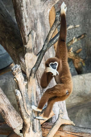 White-handed Gibbon looks at something with interest. (Hylobates lar)
