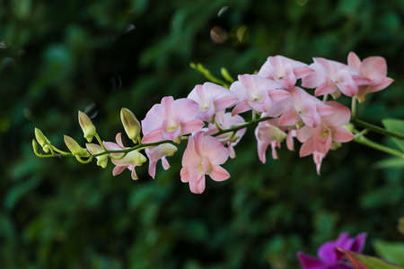 The branch of pink orchids has a natural background.の写真素材