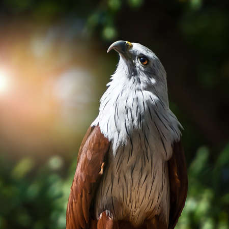 The brahminy kite (Haliastur Indus), also known as the red-backed sea-eagle, is a medium-sized bird of prey. They are found in the Indian subcontinent, Southeast Asia, and Australia.の写真素材