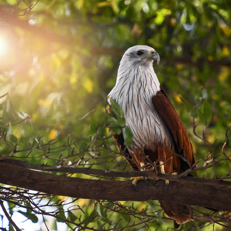 The brahminy kite (Haliastur Indus), also known as the red-backed sea-eagle, is a medium-sized bird of prey. They are found in the Indian subcontinent, Southeast Asia, and Australia.の写真素材