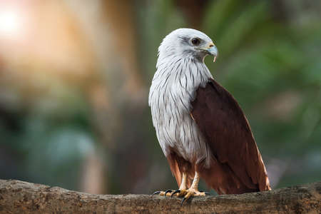 The brahminy kite (Haliastur Indus), also known as the red-backed sea-eagle, is a medium-sized bird of prey. They are found in the Indian subcontinent, Southeast Asia, and Australia.の写真素材