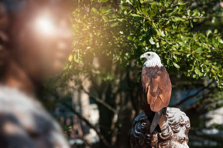 The brahminy kite (Haliastur Indus), also known as the red-backed sea-eagle, is a medium-sized bird...