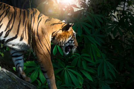 The tiger walks in the forest to find food. (Panthera tigris corbetti) in the natural habitat, wild dangerous animal in the natural habitat, in Thailand.の写真素材