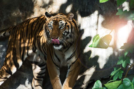 The tiger is looking for food in the forest. (Panthera tigris corbetti) in the natural habitat, wild dangerous animal in the natural habitat, in Thailand.の写真素材