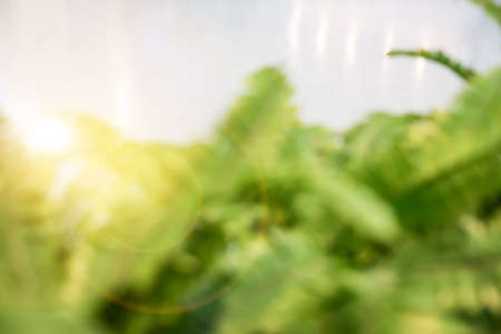 Blurred green leaves bio abstract blurred background.