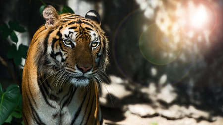 The tiger stands to look at something with interest. (Panthera tigris corbetti) in the natural...