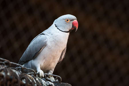 Close-up of An Indian ring neck parrot portraitの写真素材