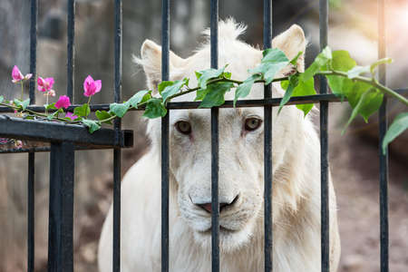 White lions and flowers in an iron cage. independent concept, and is World Peace Day which falls on September 21.の写真素材