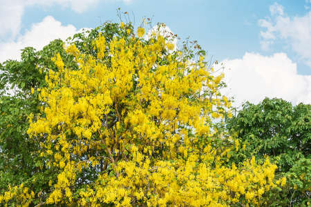 Beautiful Cassia fistula (Golden shower tree) blossom blooming on the tree with nature blurred...