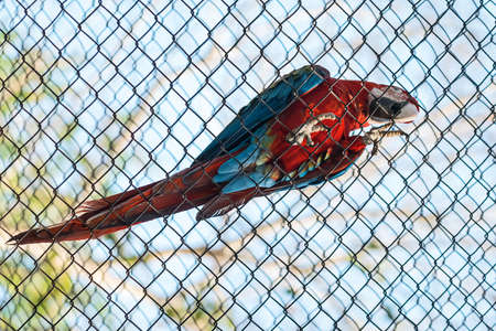 A blue and red macaw locked inside a cageの写真素材