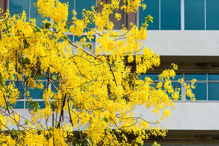 Cassia flower has a backdrop as an office building.