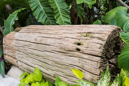 The close up Details of the old tree stump