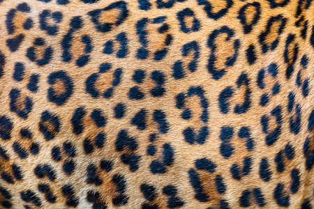 Leopard fur background (real fur)の写真素材